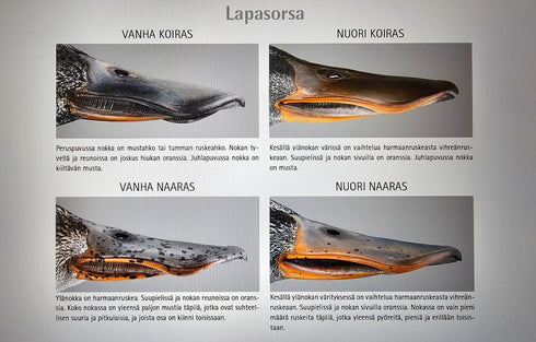 Vesilintujen iän ja sukupuolen määritysopas